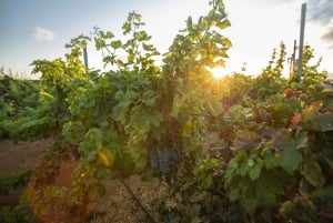 Fuerteventura: Tour of Bodega Conatvs Vineyard with Tasting