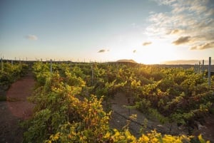 Fuerteventura: Tour of Bodega Conatvs Vineyard with Tasting