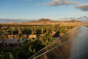 Fuerteventura: Tour of Bodega Conatvs Vineyard with Tasting