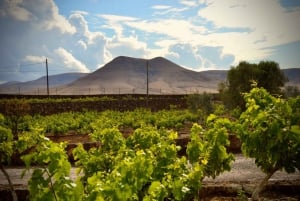 Fuerteventura: Wycieczka i degustacja w winiarni Conatvs
