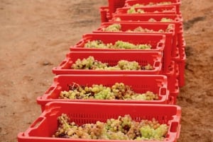 Fuerteventura: Wycieczka i degustacja w winiarni Conatvs