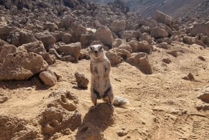 Fuerteventura Nord con tapas (cibo)