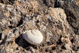 Fuerteventura: volcanic hike to the crater edge