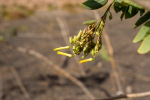 Fuerteventura: excursión volcánica al borde del cráter
