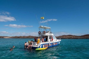 Fuerteventura: Whale & Dolphin Watching Boat Tour with Guide