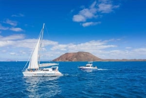 Fuerteventura: Whale & Dolphin Watching Boat Tour with Guide