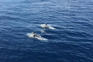 Fuerteventura: Whale & Dolphin Watching Boat Tour with Guide