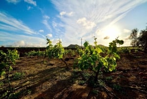 Fuerteventura: Winery Tour and El Cotillo Afternoon Escape