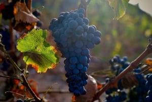 Fuerteventura: Winery Tour and El Cotillo Afternoon Escape