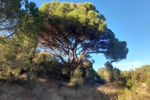 I luoghi e le spiagge più belle di Ibiza. Tour personalizzabile con la guida migliore