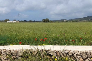 Najlepsze miejsca i plaże na Ibizie Spersonalizowana wycieczka z najlepszym przewodnikiem