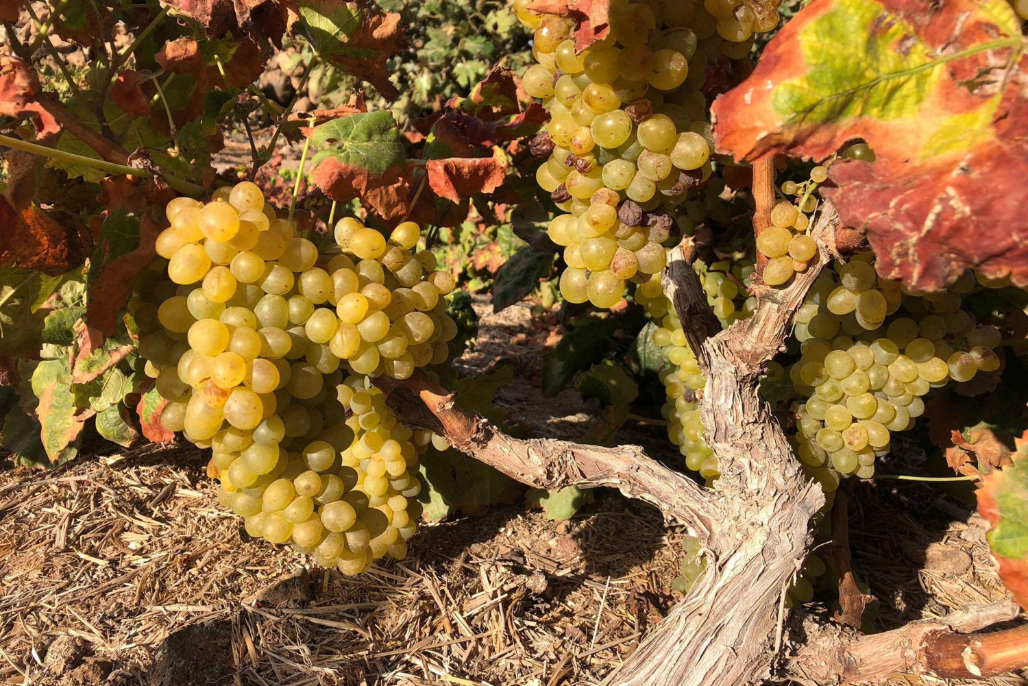 ЭКСКУРСИЯ ПО ВИНОДЕЛЬНЕ CONATVS С ДЕГУСТАЦИЕЙ ВИН НА ИСПАНСКОМ ЯЗЫКЕ