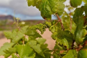 ЭКСКУРСИЯ ПО ВИНОДЕЛЬНЕ CONATVS С ДЕГУСТАЦИЕЙ ВИН НА ИСПАНСКОМ ЯЗЫКЕ