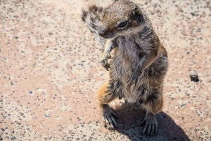 Lanzarote: Avanceret 5-timers Fuerteventura E-Bike-tur