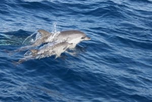 Lanzarote: viagem de meio dia para observação de golfinhos na Ilha de Lobos