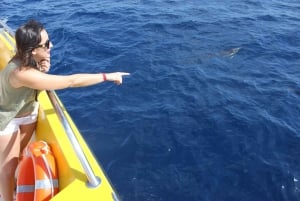 Lanzarote: Lobos Island Half-Day Dolphin Watching Trip