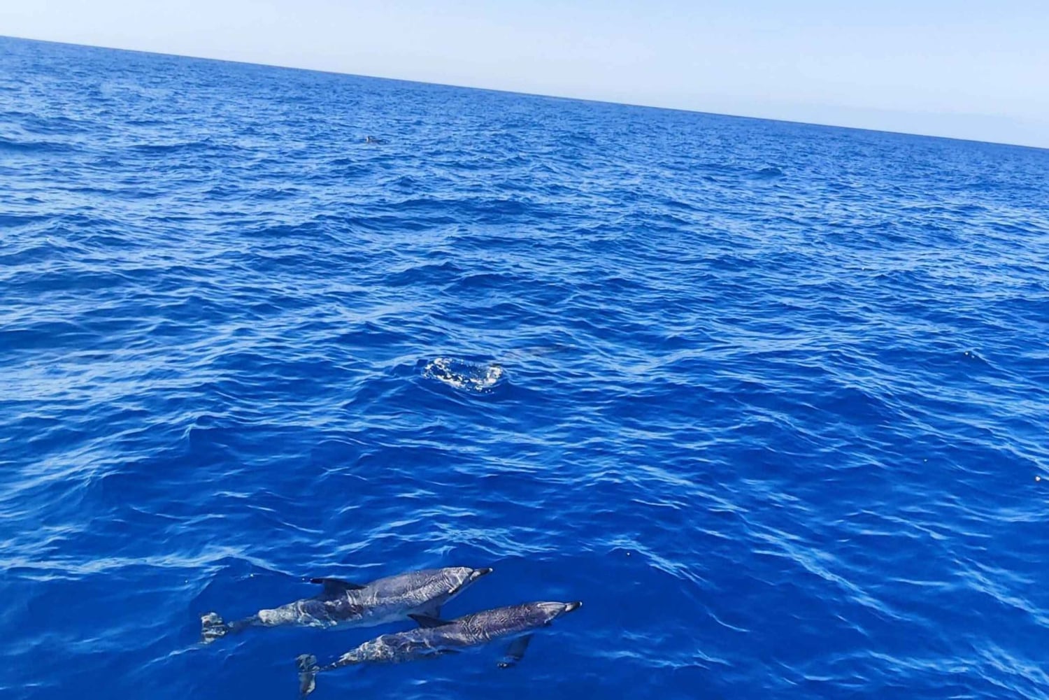 Morro Jable: Delfin- og hvalsafari og snorkling