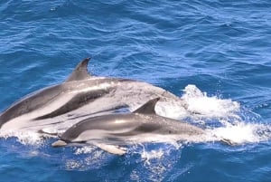 Morro Jable: Delfin- og hvalsafari og snorkling