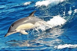 Morro Jable: Dolphin & Whale Watching Cruise, Drinks & Swim