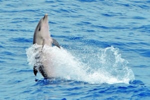 Morro Jable: Dolphin & Whale Watching Cruise, Drinks & Swim