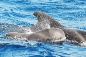 Morro Jable: Dolphin & Whale Watching Cruise, Drinks & Swim