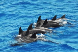 Morro Jable: Dolphin & Whale Watching Cruise, Drinks & Swim