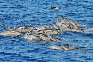 Morro Jable: Dolphin & Whale Watching Cruise, Drinks & Swim