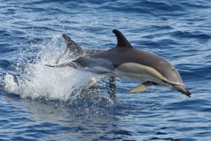 Morro Jable: Dolphin & Whale Watching Cruise, Drinks & Swim