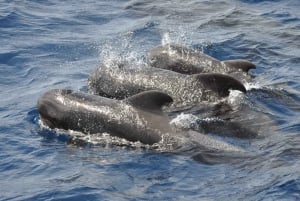 Morro Jable: Dolphin & Whale Watching Cruise, Drinks & Swim