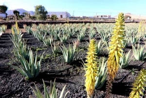 Fuerteventura: tour guidato con degustazione di formaggio