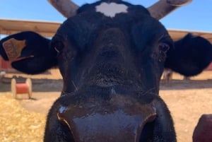 The Animal Academy - omvisning på dyrebeskyttelsen