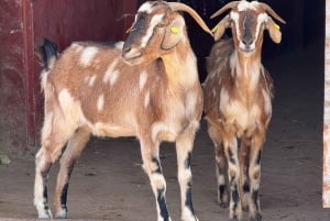 The Animal Academy - omvisning på dyrebeskyttelsen