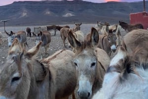The Animal Academy - omvisning på dyrebeskyttelsen