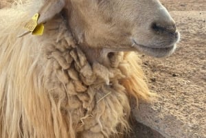 The Animal Academy - omvisning på dyrebeskyttelsen