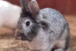 The Animal Academy - omvisning på dyrebeskyttelsen