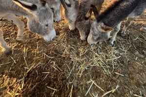 The Animal Academy - omvisning på dyrebeskyttelsen