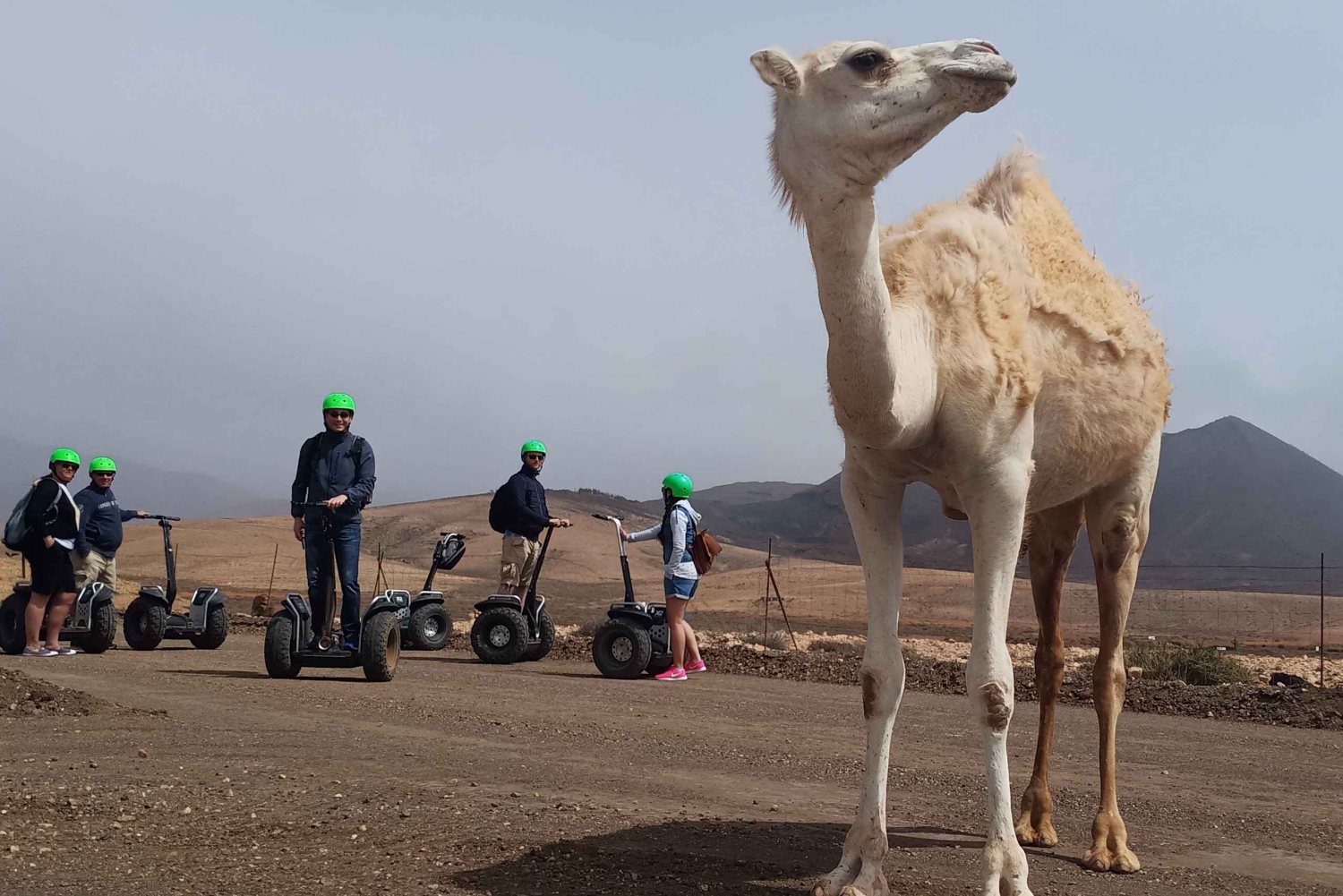 Tiscamanita: Segway-tur, Aloe Vera Farm & Mills Museum