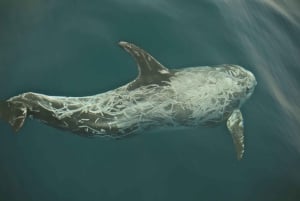 Observation des cétacés