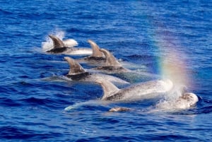 Observation des cétacés