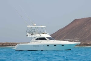 Observation des cétacés