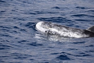 Observation des cétacés