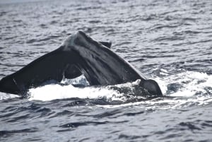 Observation des cétacés