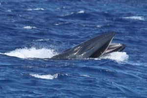 Observation des cétacés