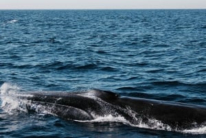 Observation des cétacés