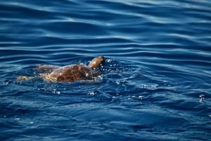Observation des cétacés