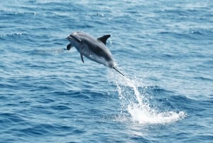 Observation des cétacés
