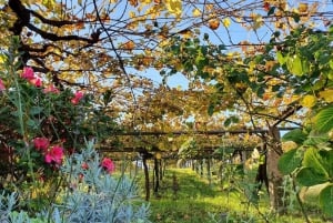 تذوق النبيذ في ألبارينيو مع جولة في مصنع النبيذ