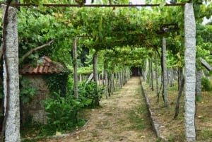 Cambados: Guided Tour to Rias Baixas Wines