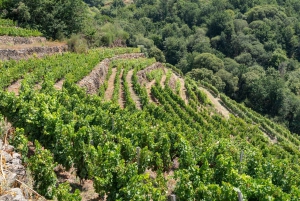 Ontdek de Ribeira Sacra met een unieke wijnbeleving!