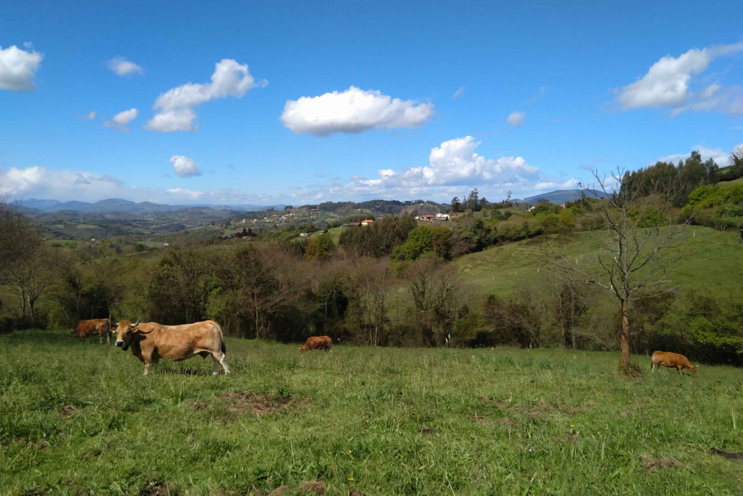 From Oviedo: Half-Day Camino de Santiago Hike